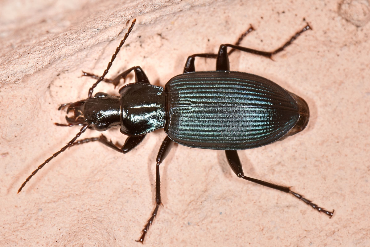 Carabidae: Laemostenus venustus